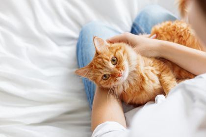 Everything You Need To Know About International Cat Day