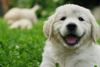 International Dog Day: 7 Ways to Celebrate